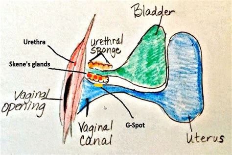 glande de skene|Skene’s Gland: Function, Location, Secretion & Conditions